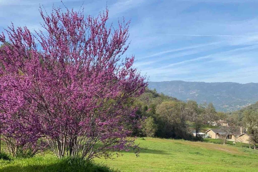Waxberry Getaway Sequoia/Kings Canyon National Pks Yokuts Valley  Exterior foto